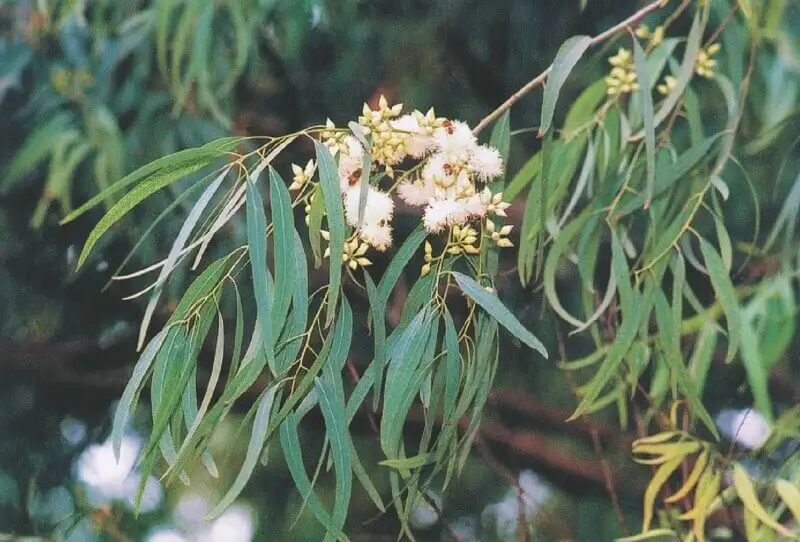 Hành trình khám phá cây Bạch Đàn Eucalyptus cao nhất thế giới