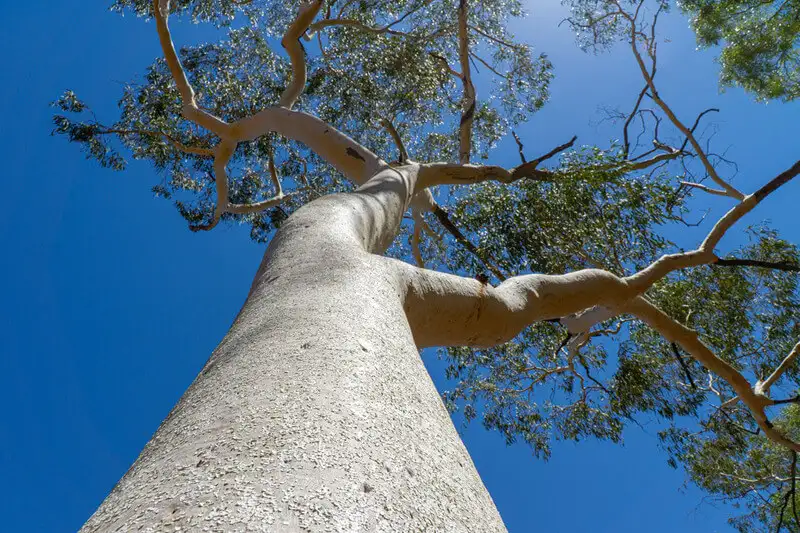 Hành trình khám phá cây Bạch Đàn Eucalyptus cao nhất thế giới