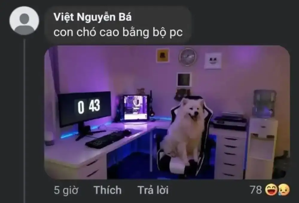 Con chó Cao Bằng bộ PC trong nhà